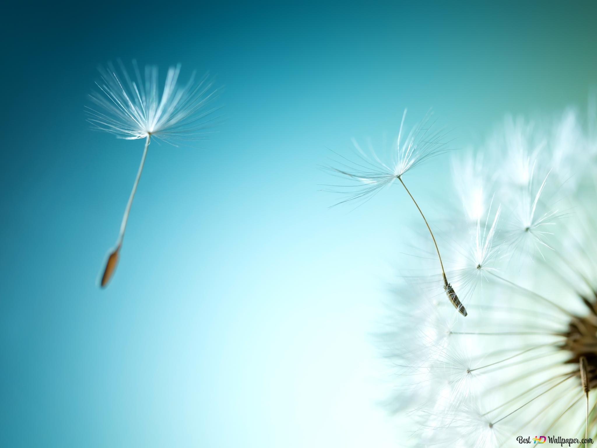 Artistic dandelion flower 2K wallpaper download