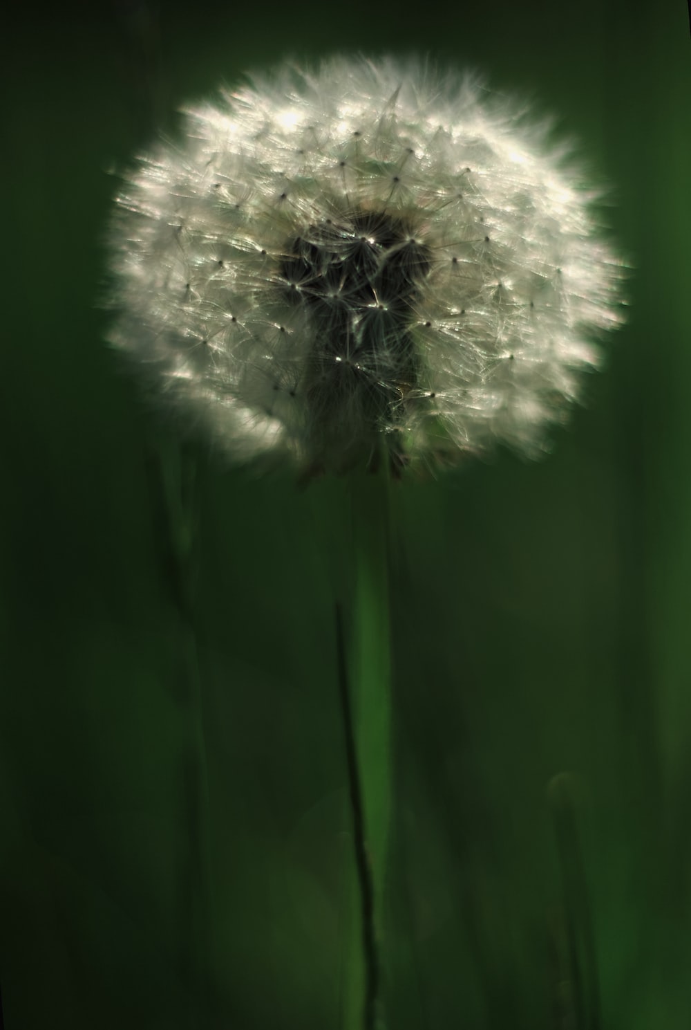 a dandelion in the middle of a green field photo
