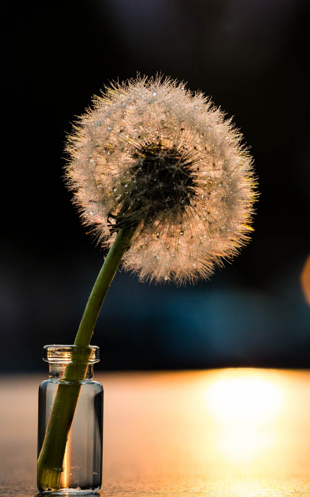 Dandelion Flower 4K Ultra HD Mobile Wallpaper