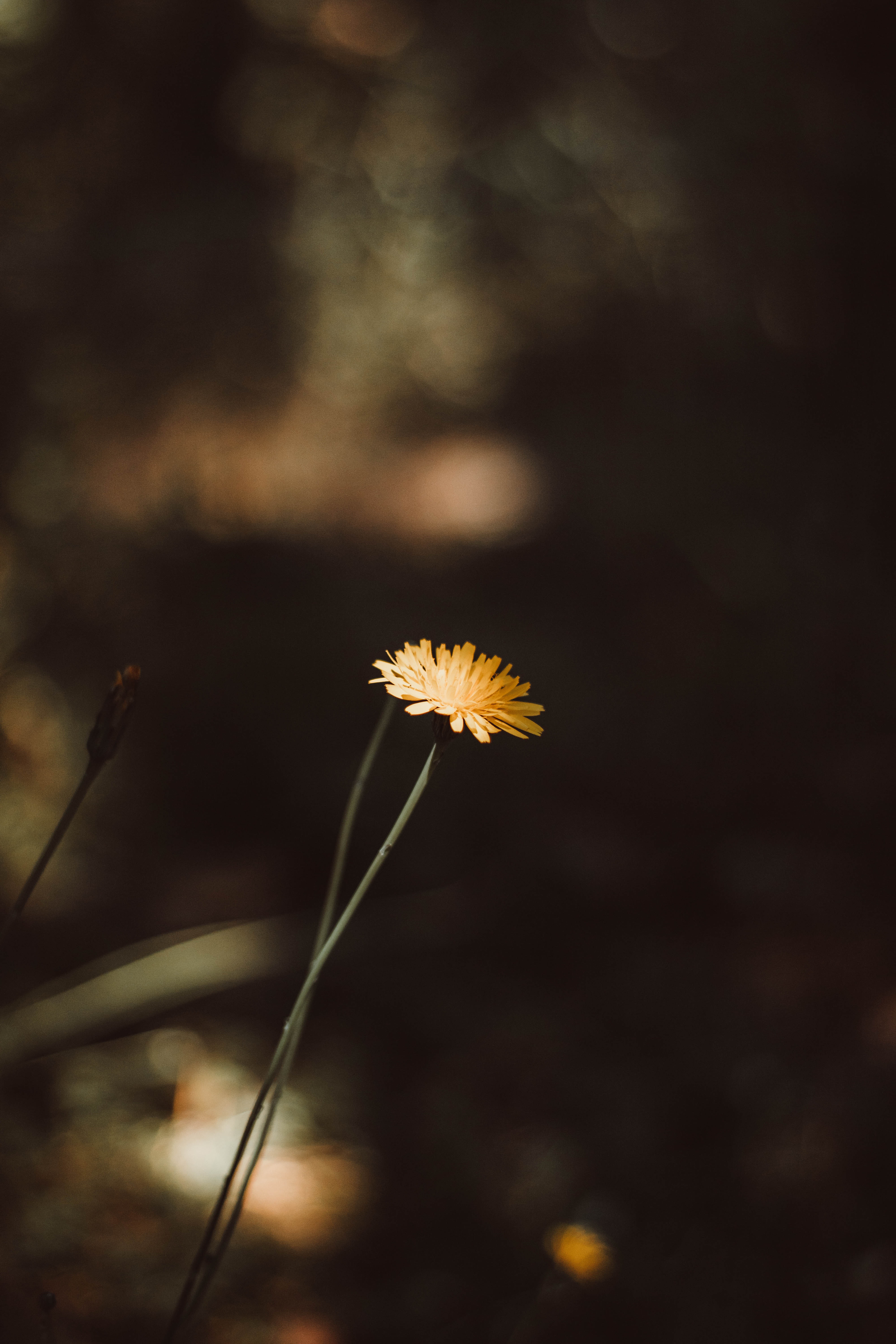 A Yellow Common Dandelion Flower · Free