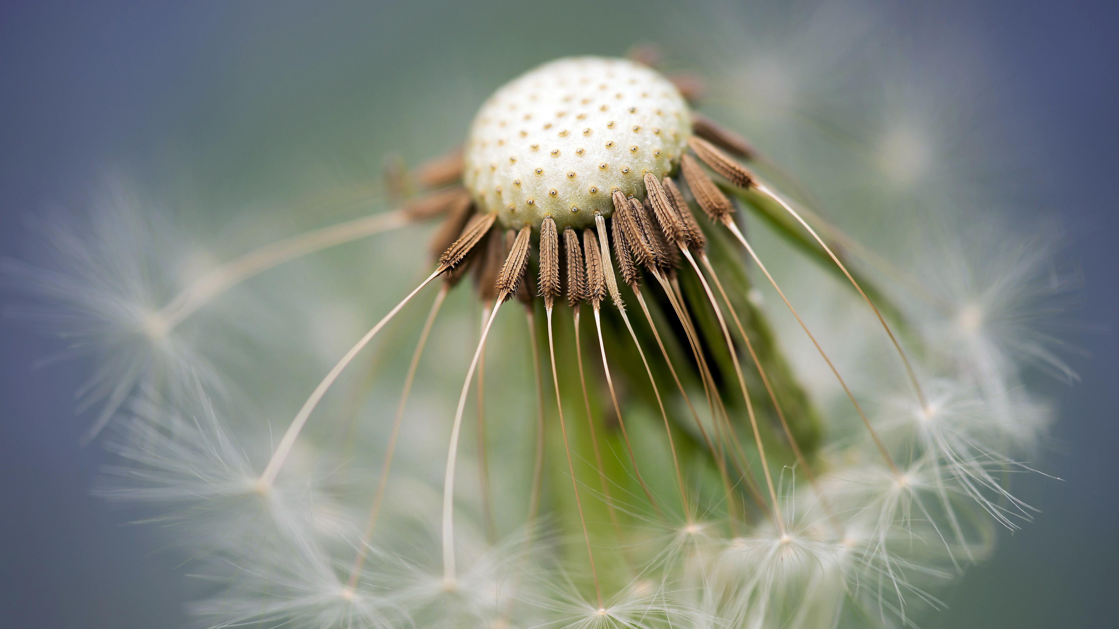 Wallpaper / common dandelion dandelion taraxacum sect ruderalia 4k wallpaper free download