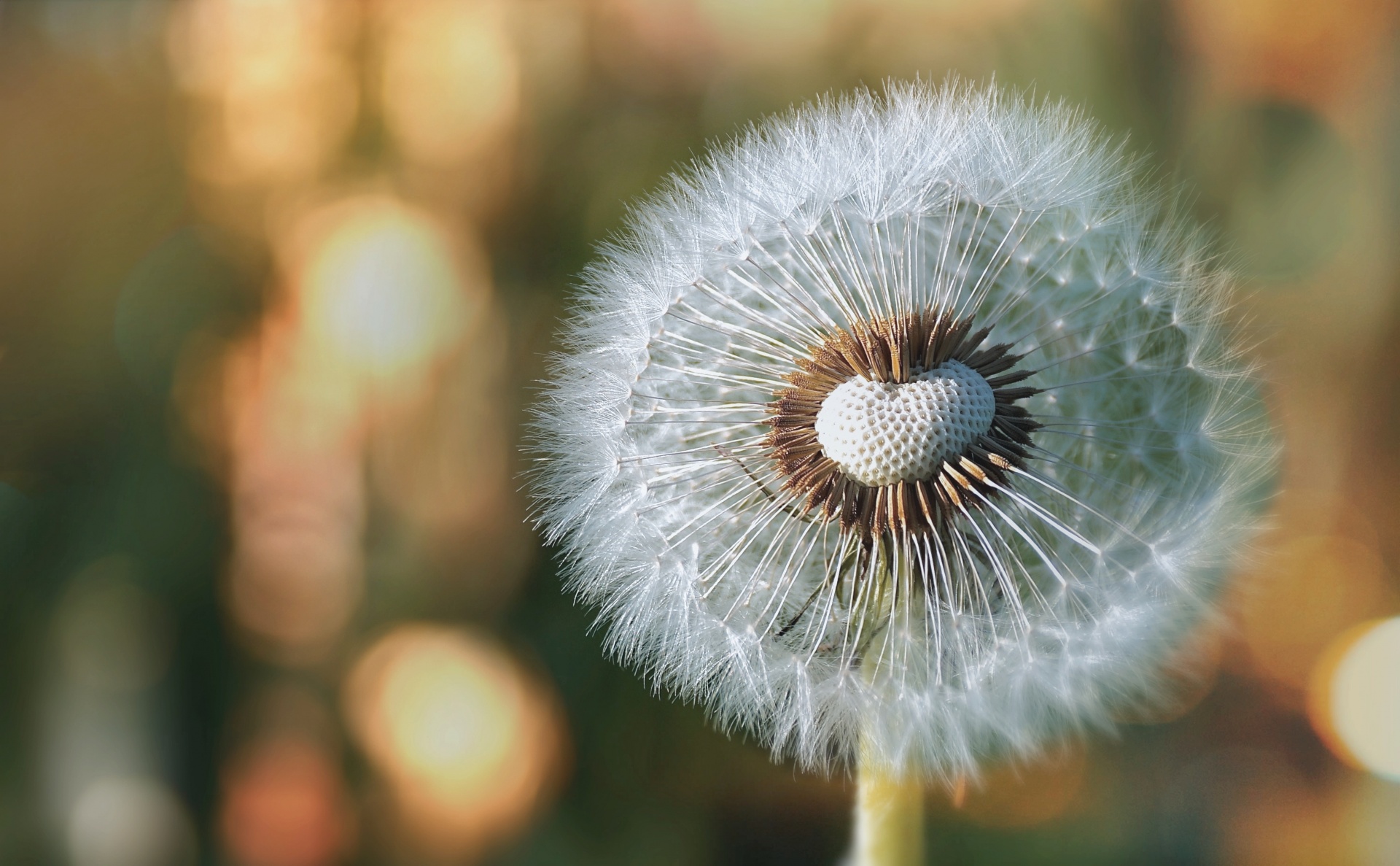 Dandelion HD Gallery HD Wallpaper
