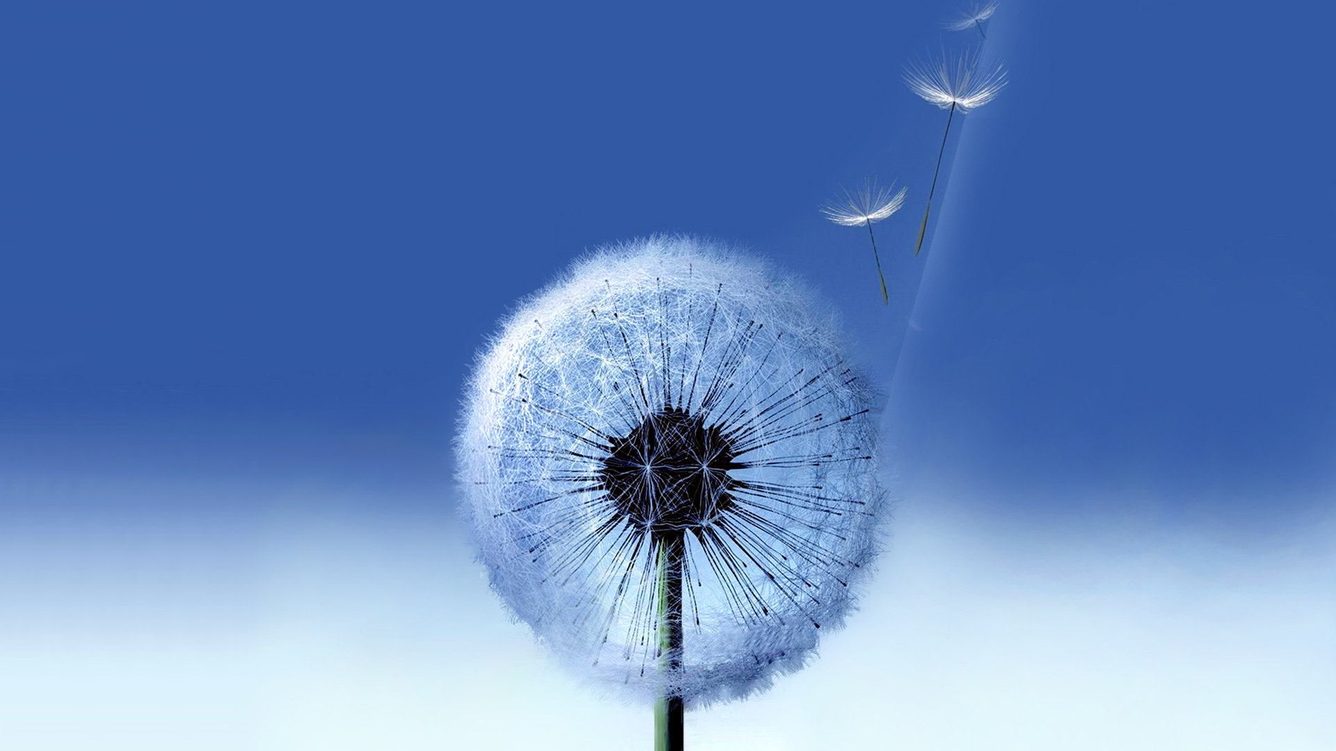 Dandelion HD Wallpaper