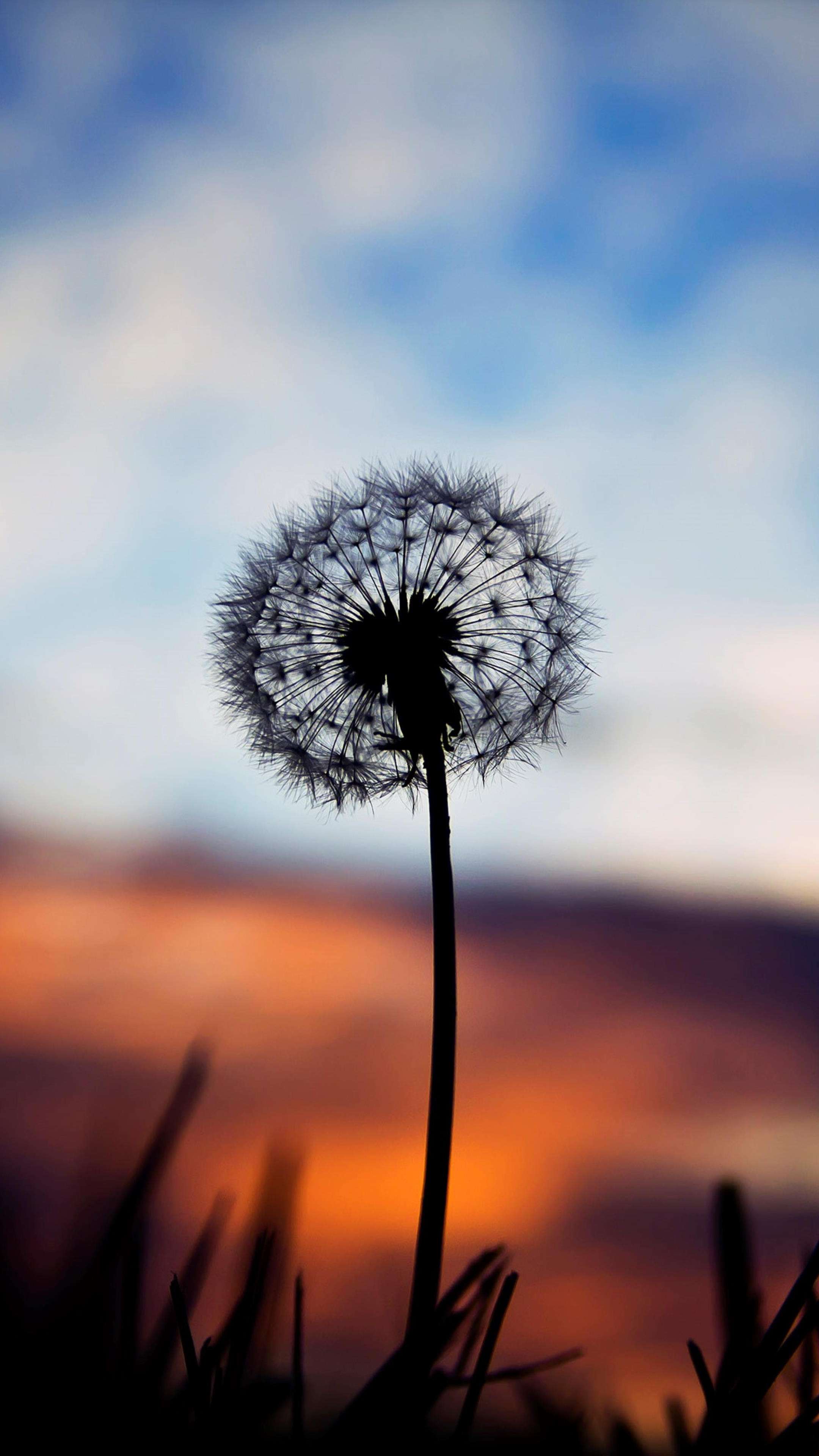 Dandelion Plants 4K Phone Wallpaper