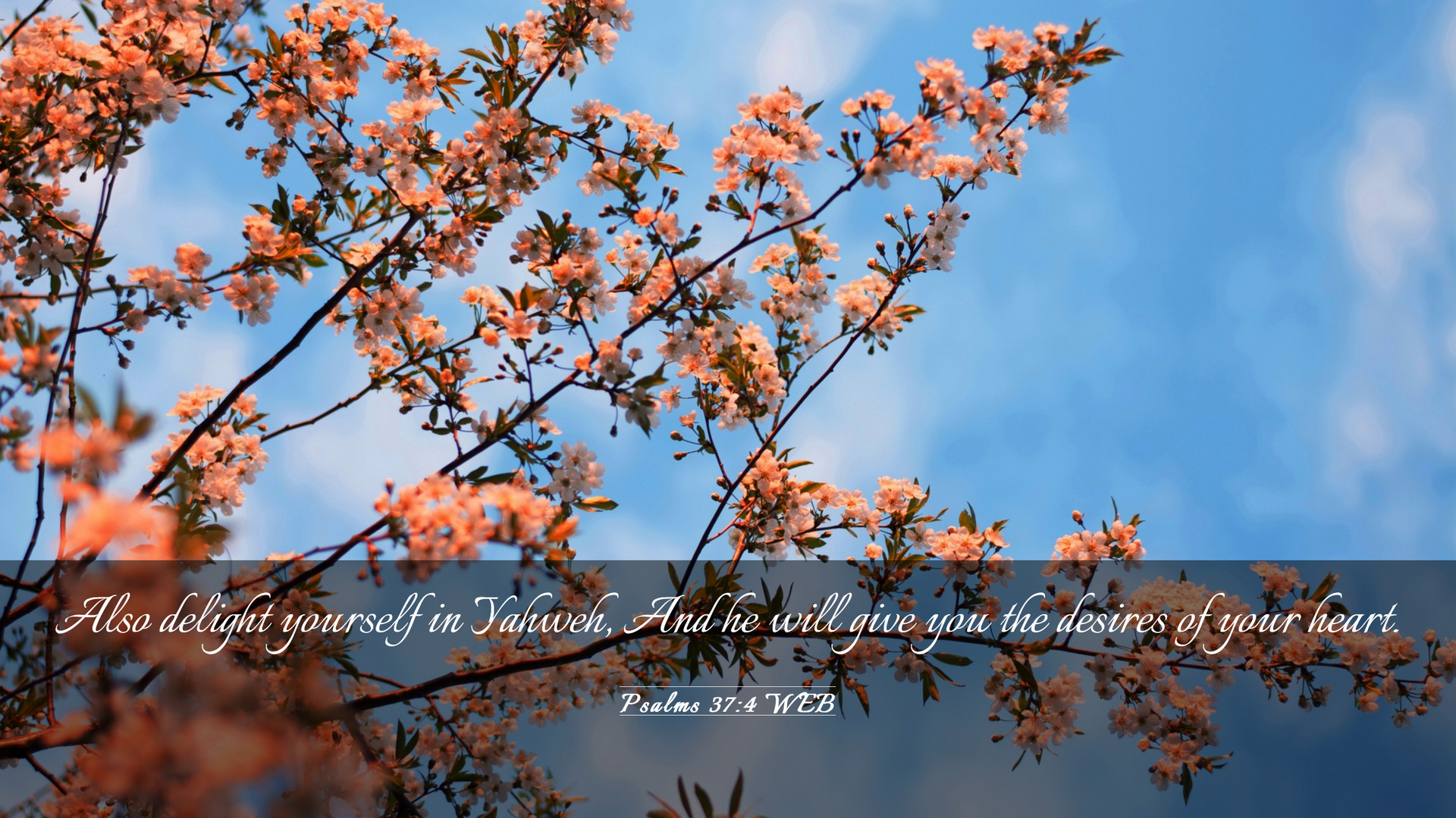 Psalms 37:4 WEB Desktop Wallpaper delight yourself in Yahweh, And he will give