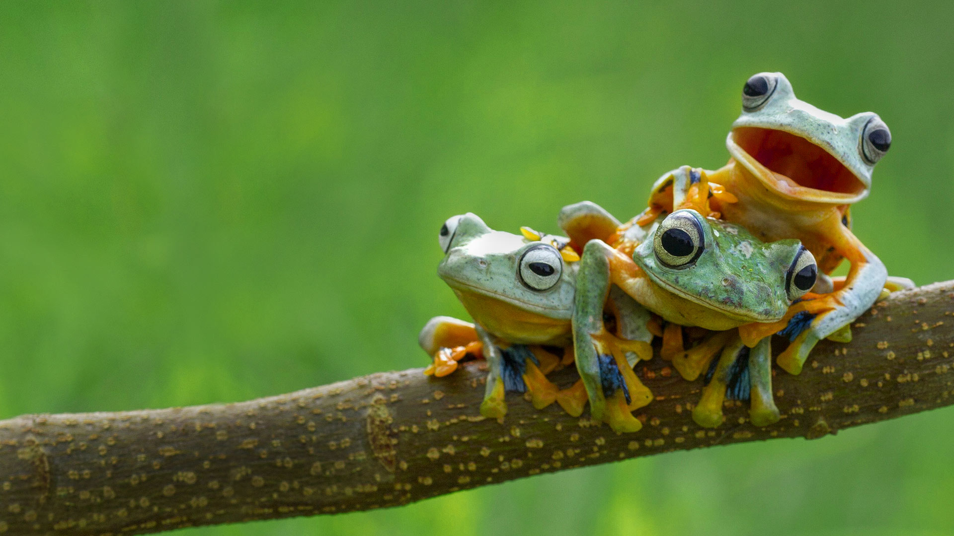Free download Black webbed tree frogs Hendy MPSolent NewsREX Beautiful [1920x1080] for your Desktop, Mobile & Tablet. Explore Bing Spring Wallpaper. Bing Wallpaper, Bing Background, Background Spring