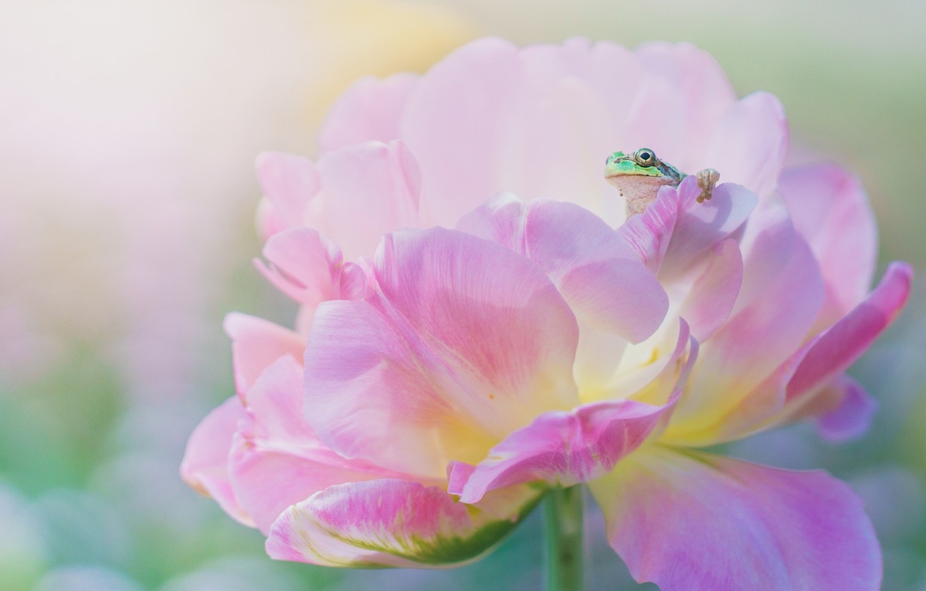 Wallpaper flower, macro, pink, frog, spring, petals, green, peony image for desktop, section макро