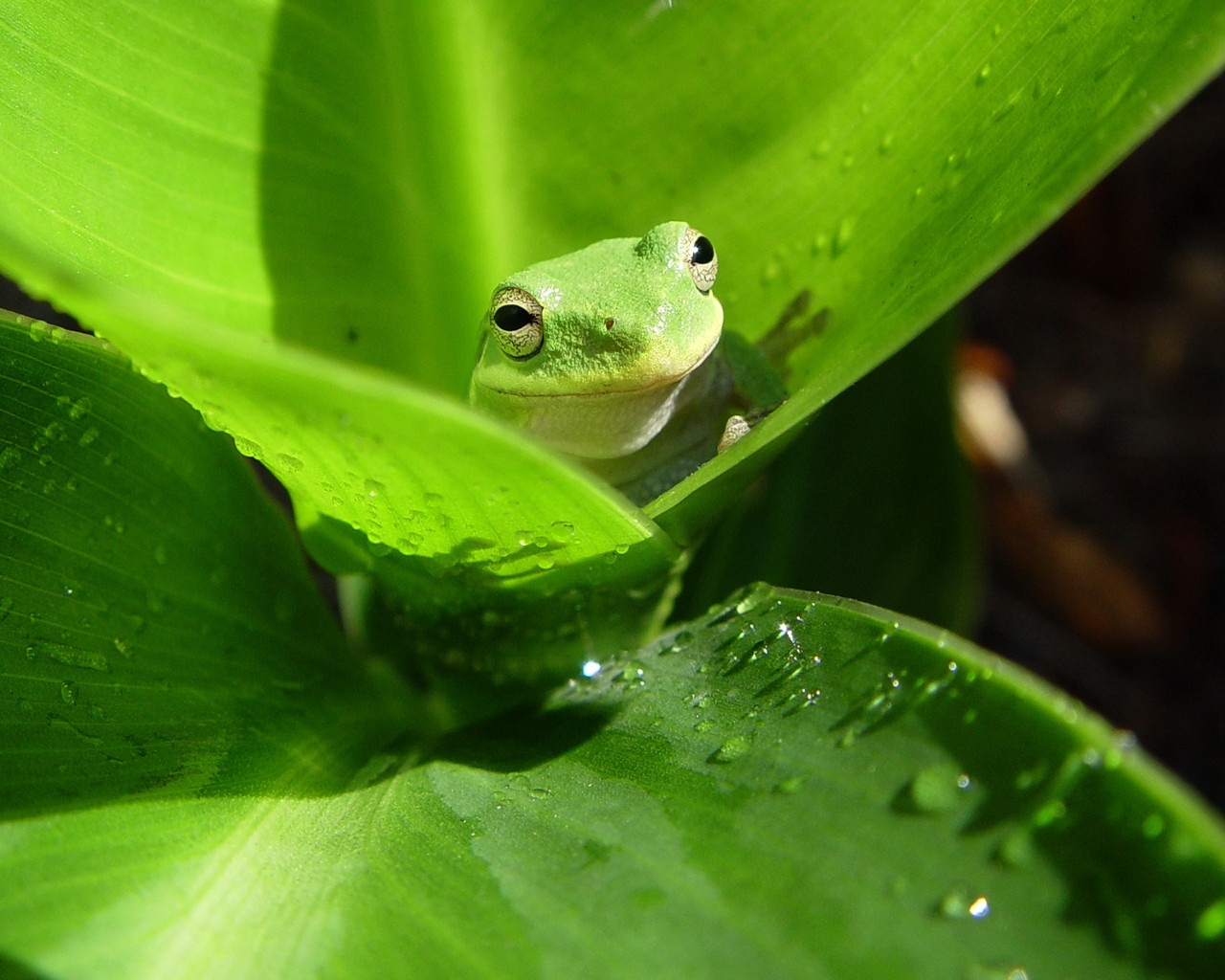 Frog on a leaf wallpaper. Frog on a leaf