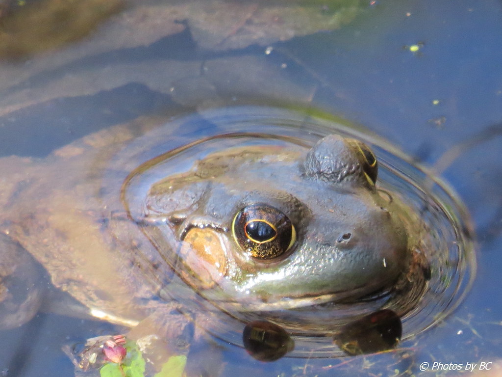 First Spring Frog. Taken at Sloan's Pond. Enjoy your day!