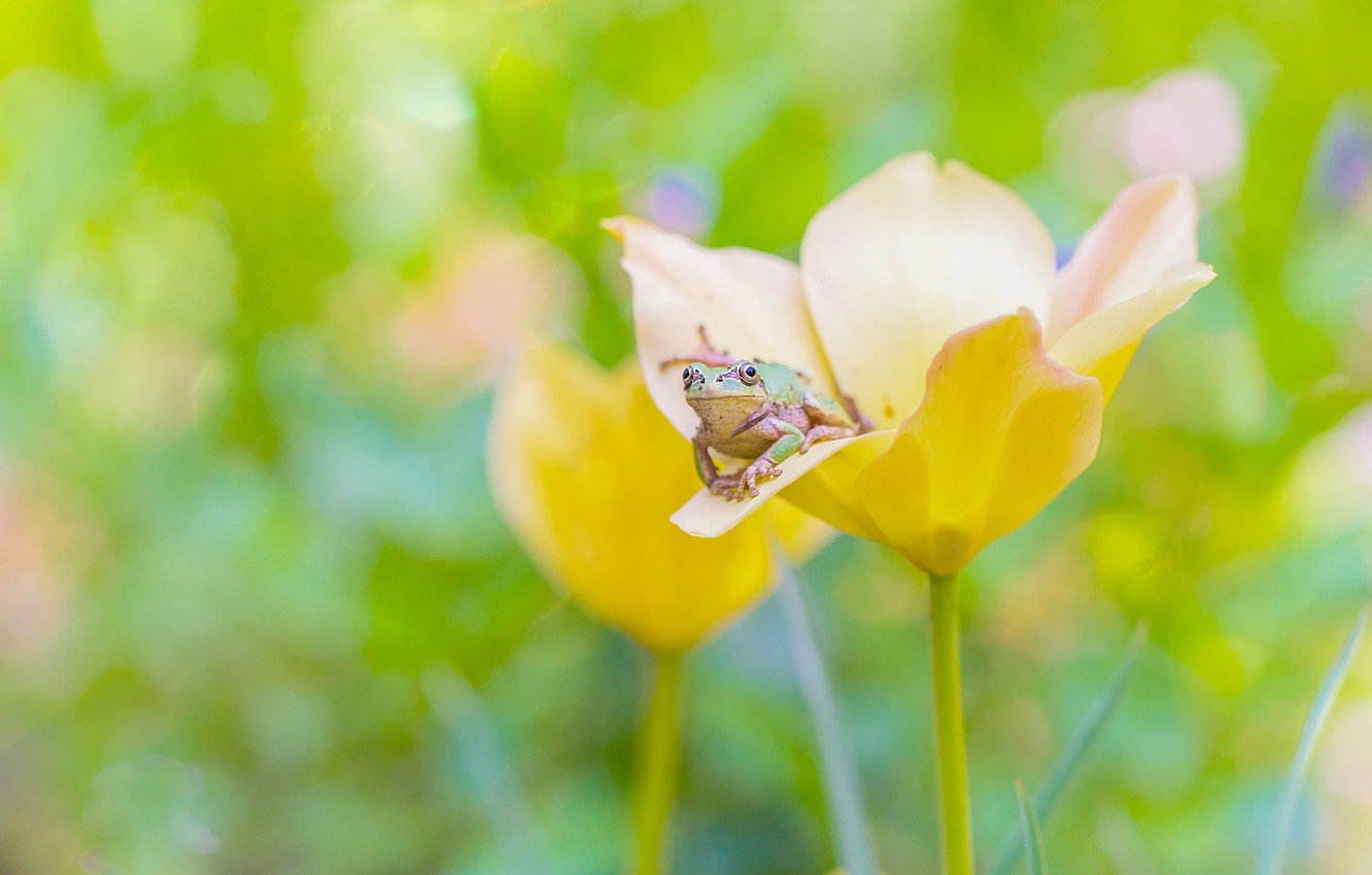 Wallpaper flower, macro, yellow, green, background, Tulip, frog, blur, spring, bokeh image for desktop, section животные