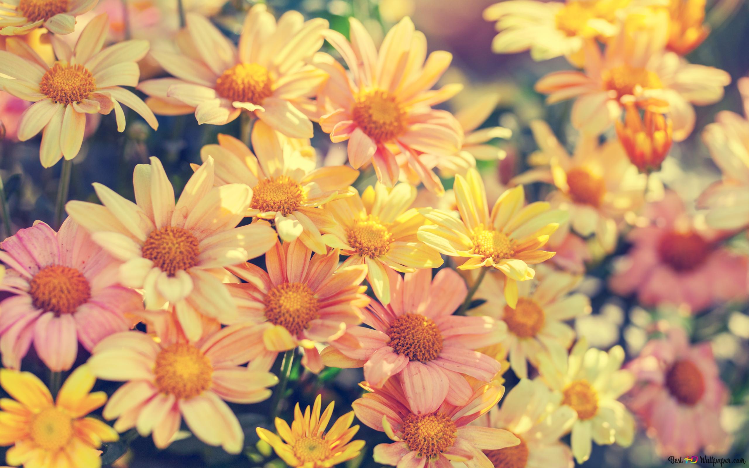 Colorful spring flowers 2K wallpaper download