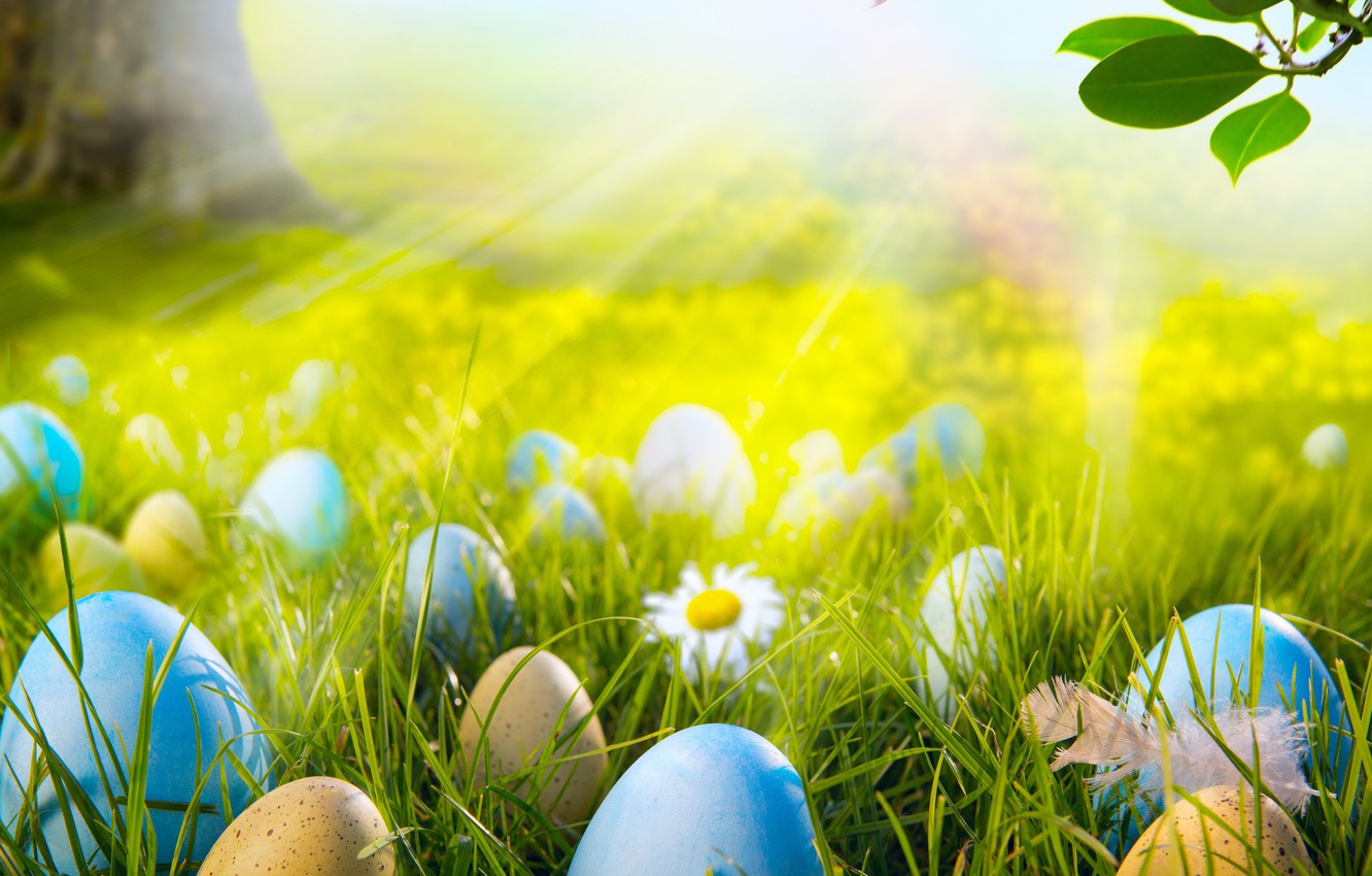 Wallpaper forest, grass, the sun, light, flowers, chamomile, eggs, spring, meadow, Easter, grass, sunshine, forest, flowers, spring, eggs image for desktop, section праздники