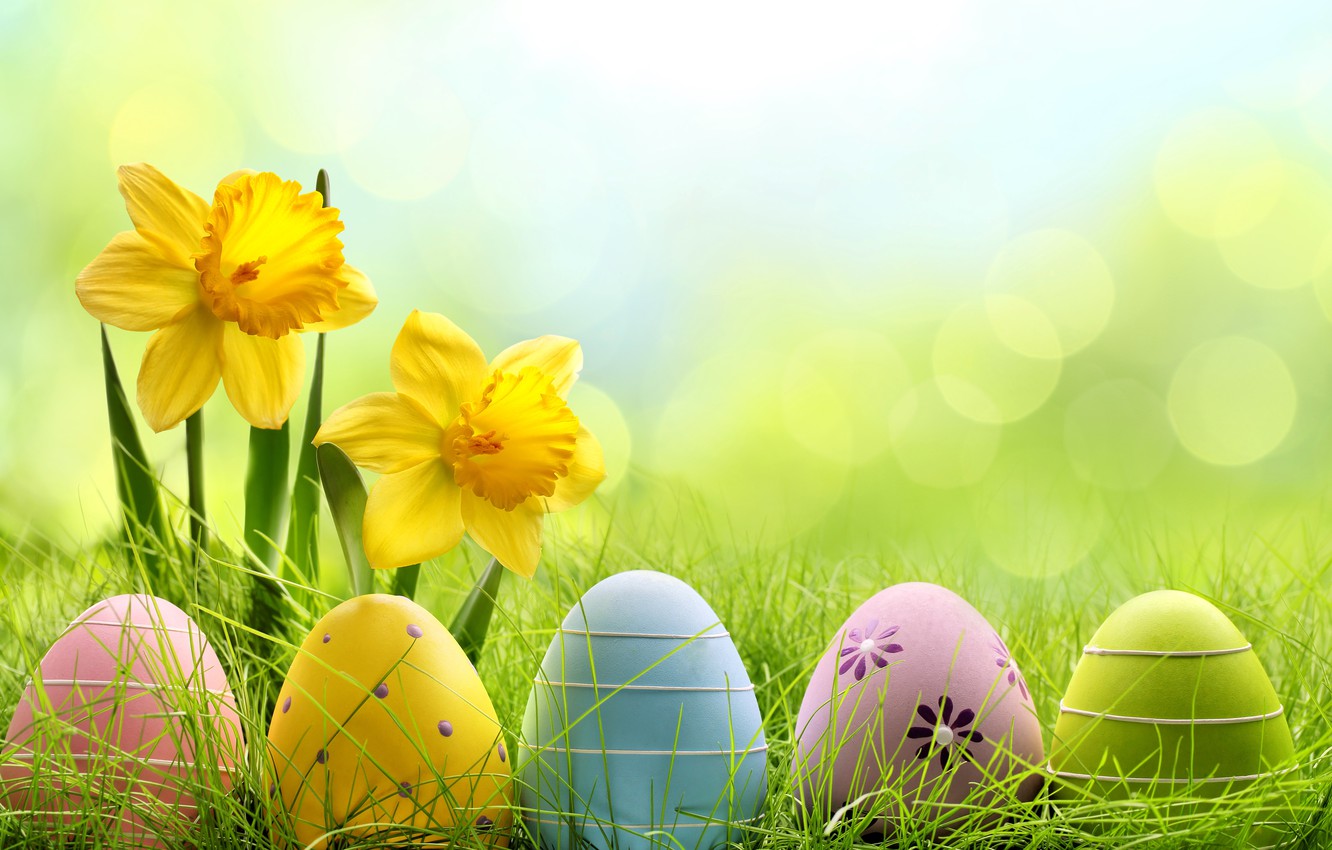 Wallpaper grass, flowers, eggs, spring, meadow, Easter, grass, sunshine, flowers, daffodils, spring, eggs, easter, meadow, daffodils image for desktop, section праздники