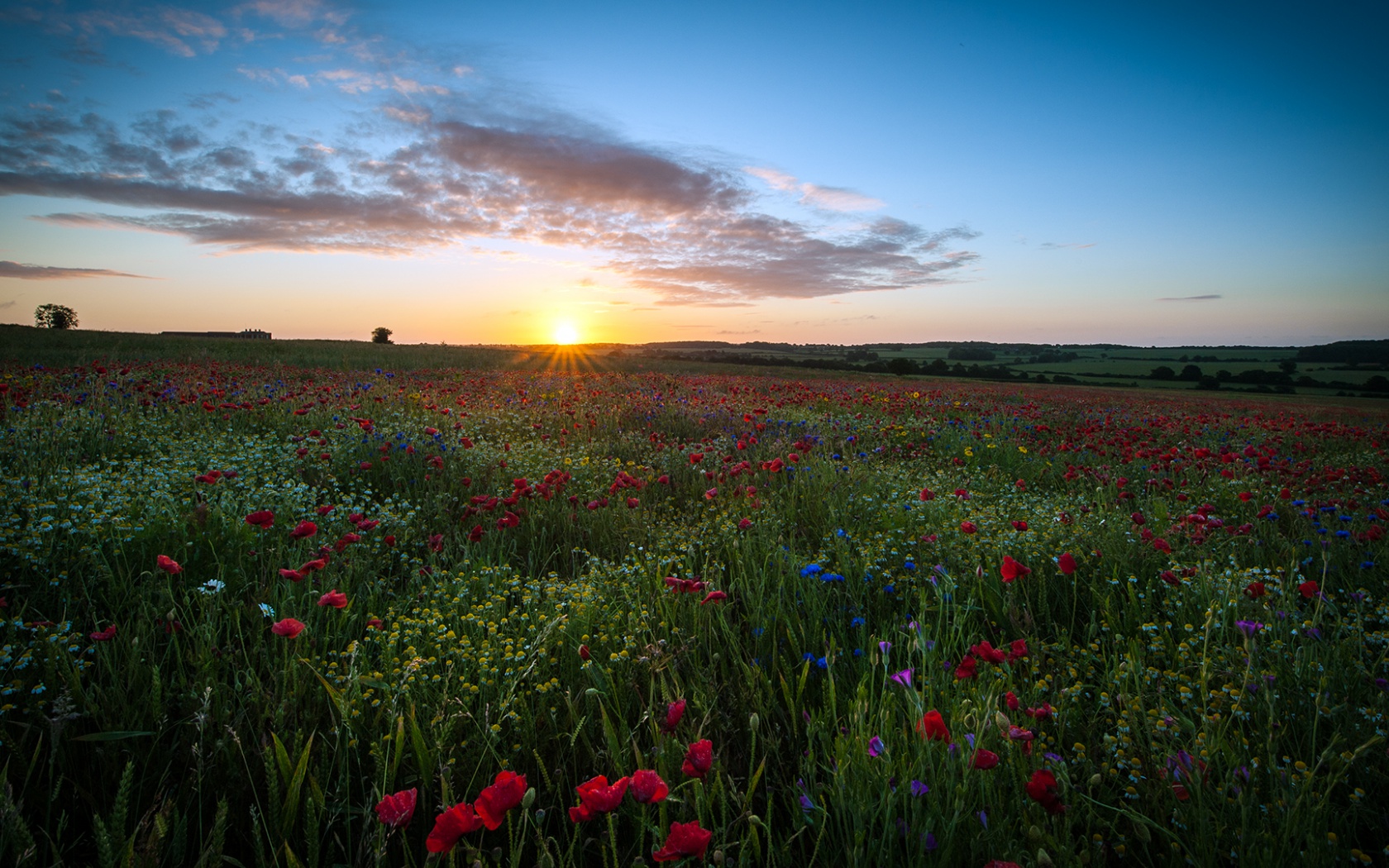 Beautiful Flower Meadow Twitter Header Photo