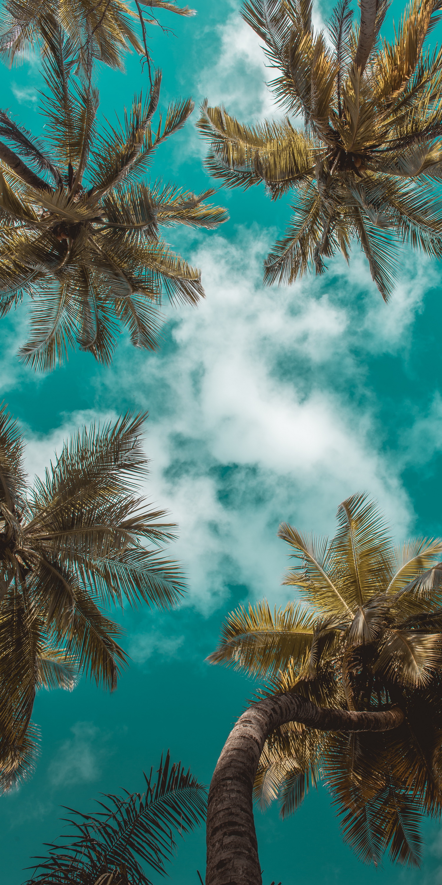 Wallpaper Summer, Cloud, Daytime, Leaf, Azure, Background Free Image