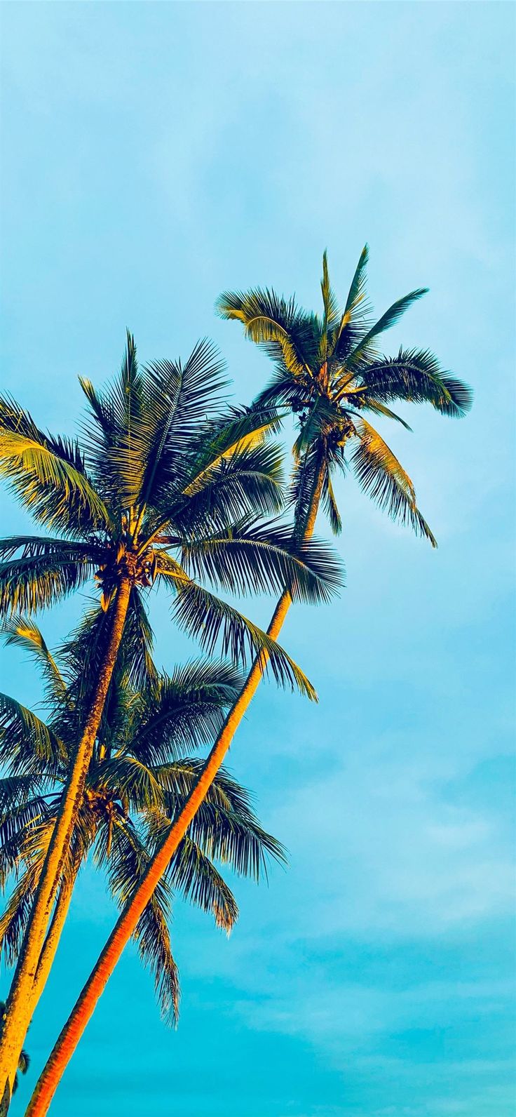 coconut trees under blue sky during daytime. Tree wallpaper iphone, Beautiful summer wallpaper, Palm trees wallpaper