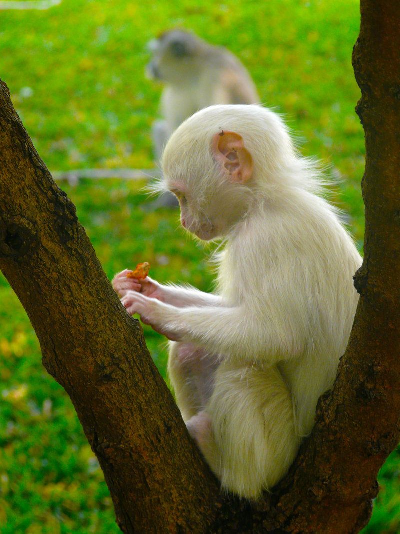 Albino Monkey. Albino animals, Albino, Animals beautiful