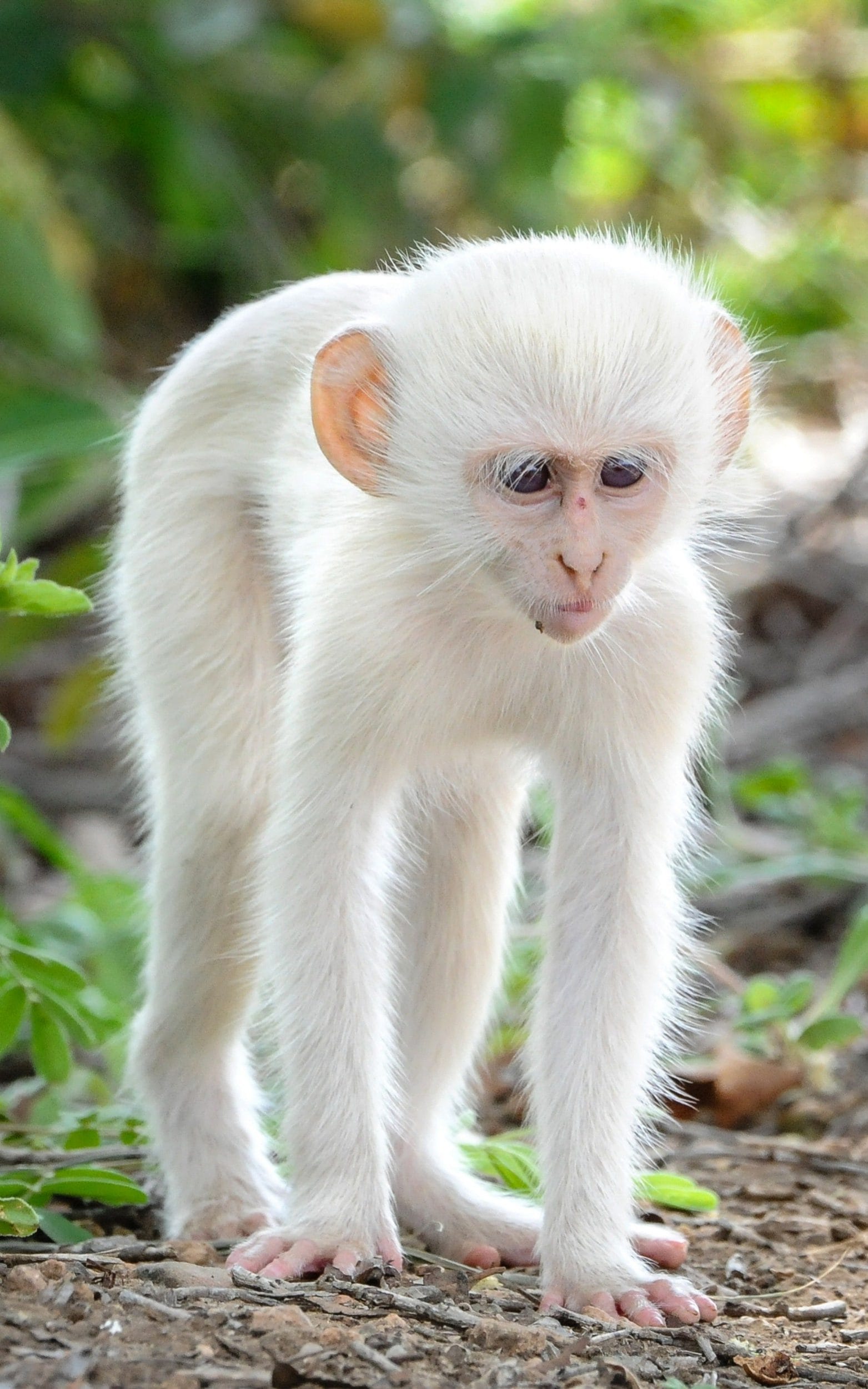 Amazing albino animals, from alligator to orangutan