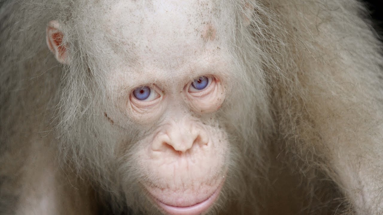 Albino Monkeys Around The Globe