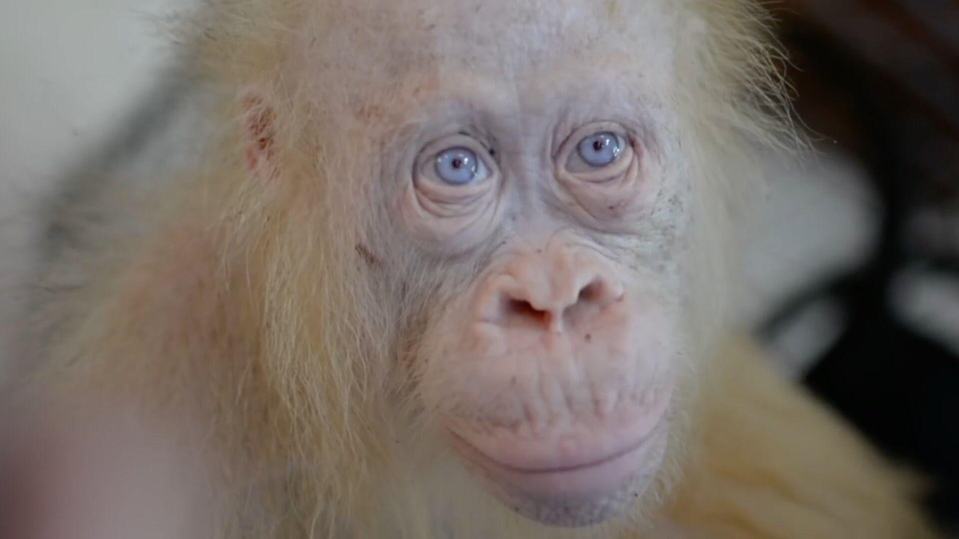 This is the world's only known albino orangutan