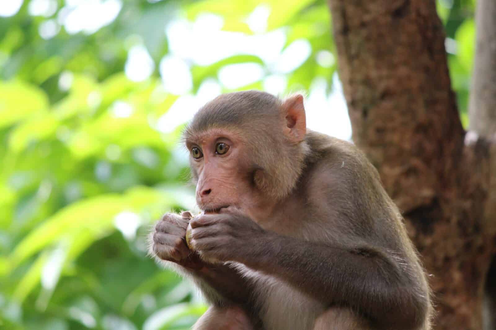 Albino Monkeys Around The Globe