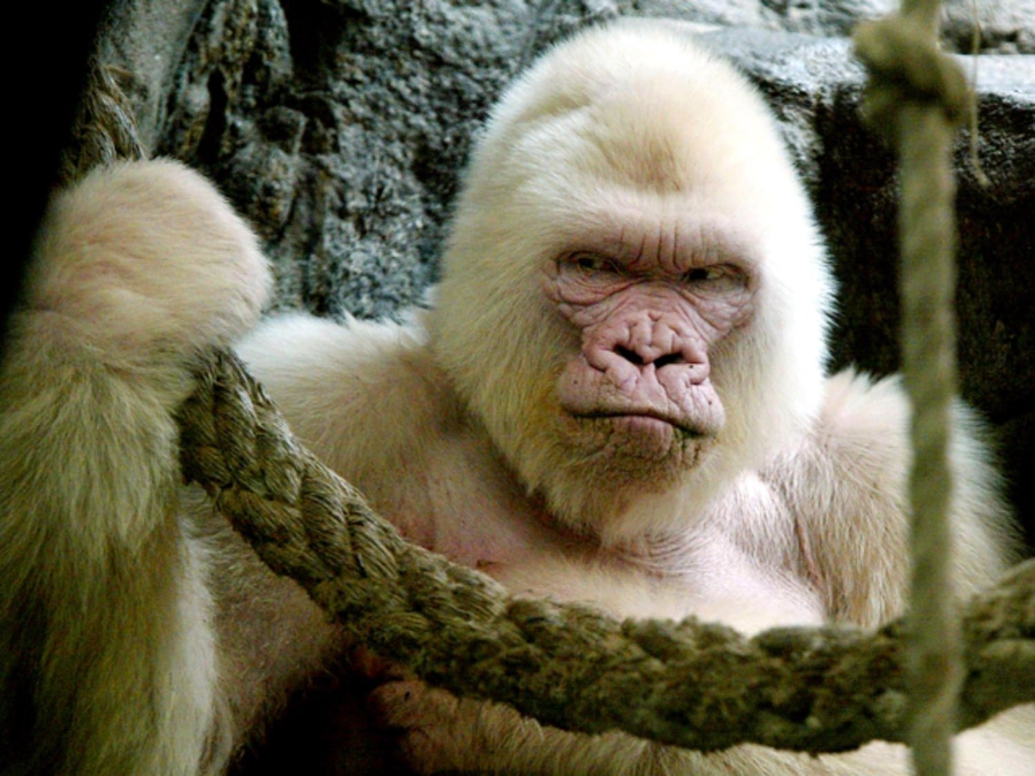 Snowflake the albino gorilla was inbred, study finds