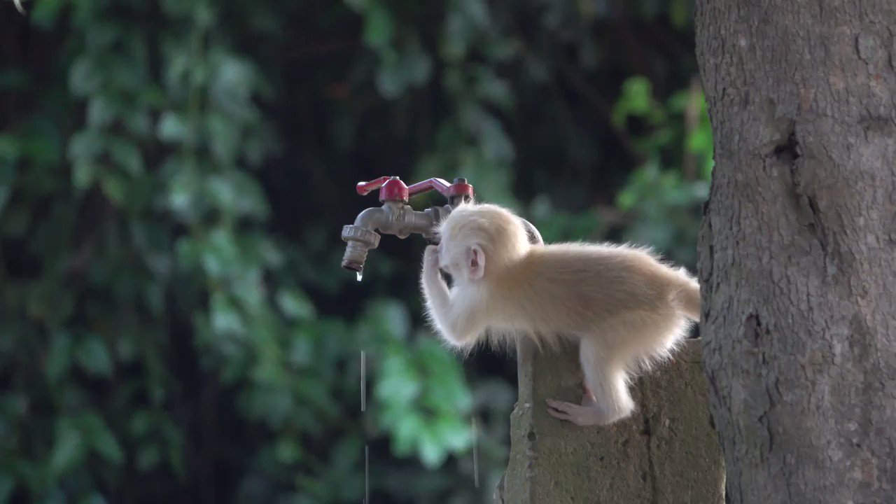 Virunga NationalPark baby albino vervet monkey was caught on film, playing with a dripping tap in Lulimbi, Virunga. Although there's plenty of wildlife to lay your eyes on