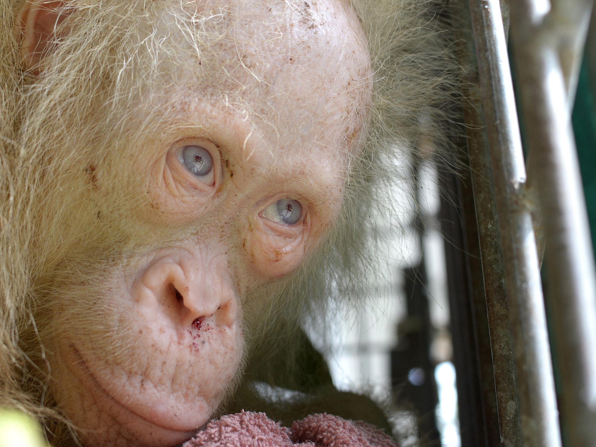 Rare albino orangutan with pale blonde hair and blue eyes rescued