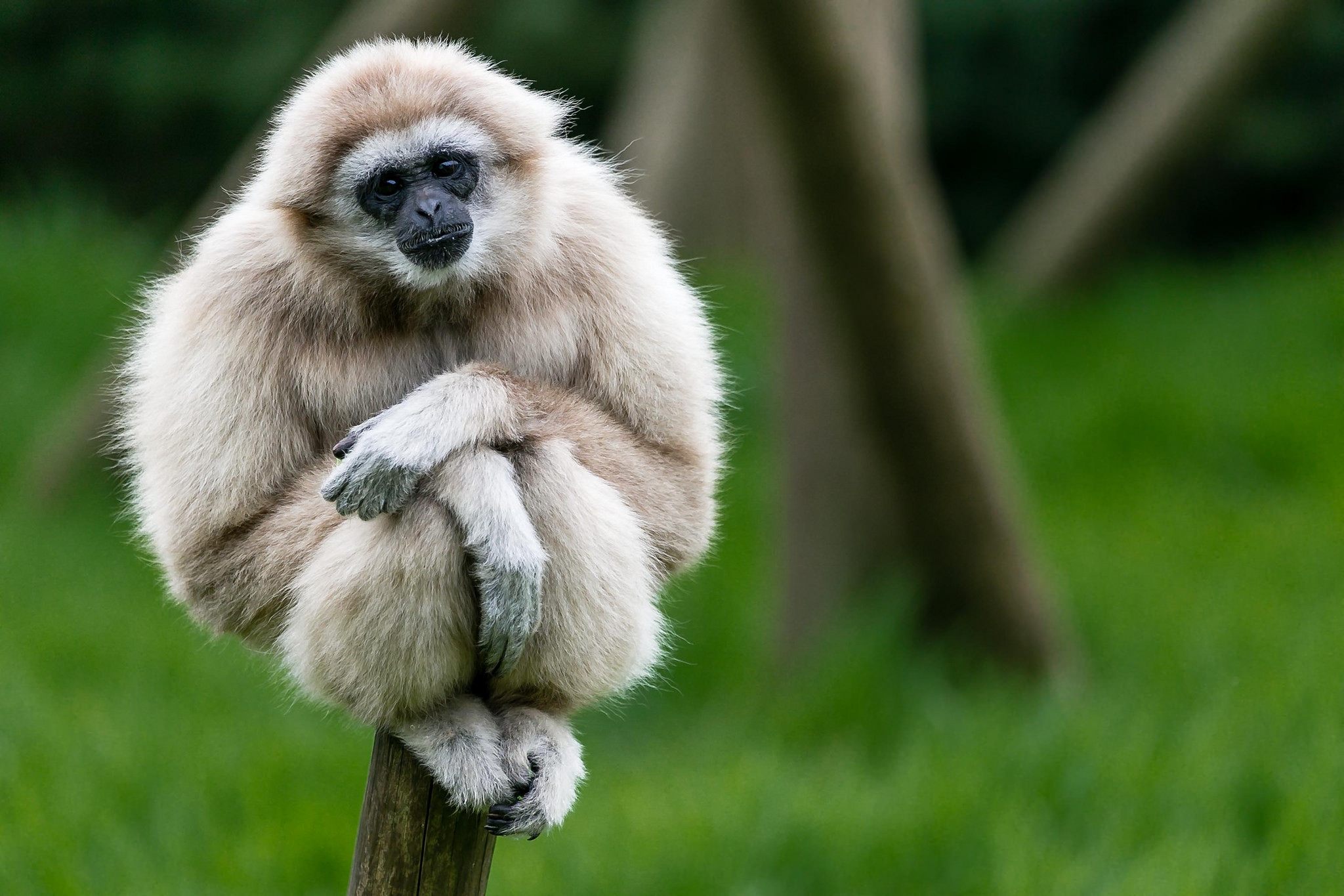 Gibbon HD Wallpaper and Background