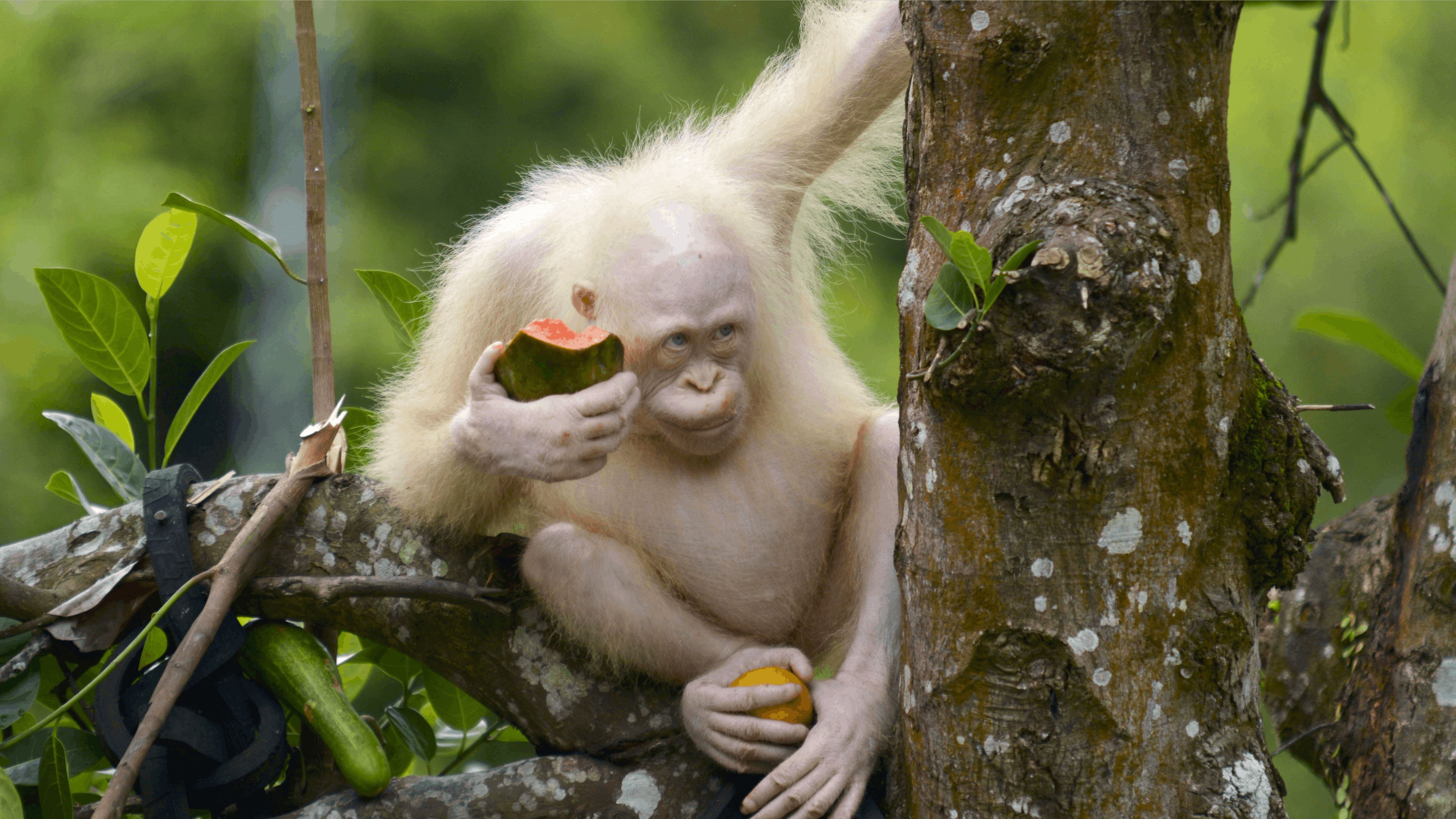 Newsela to create special reserve for albino orangutan