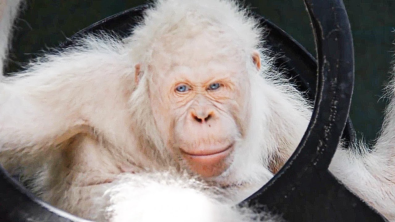 Premium AI Image  Albino monkey with white fur Portrait of a rare animal  primate on the background