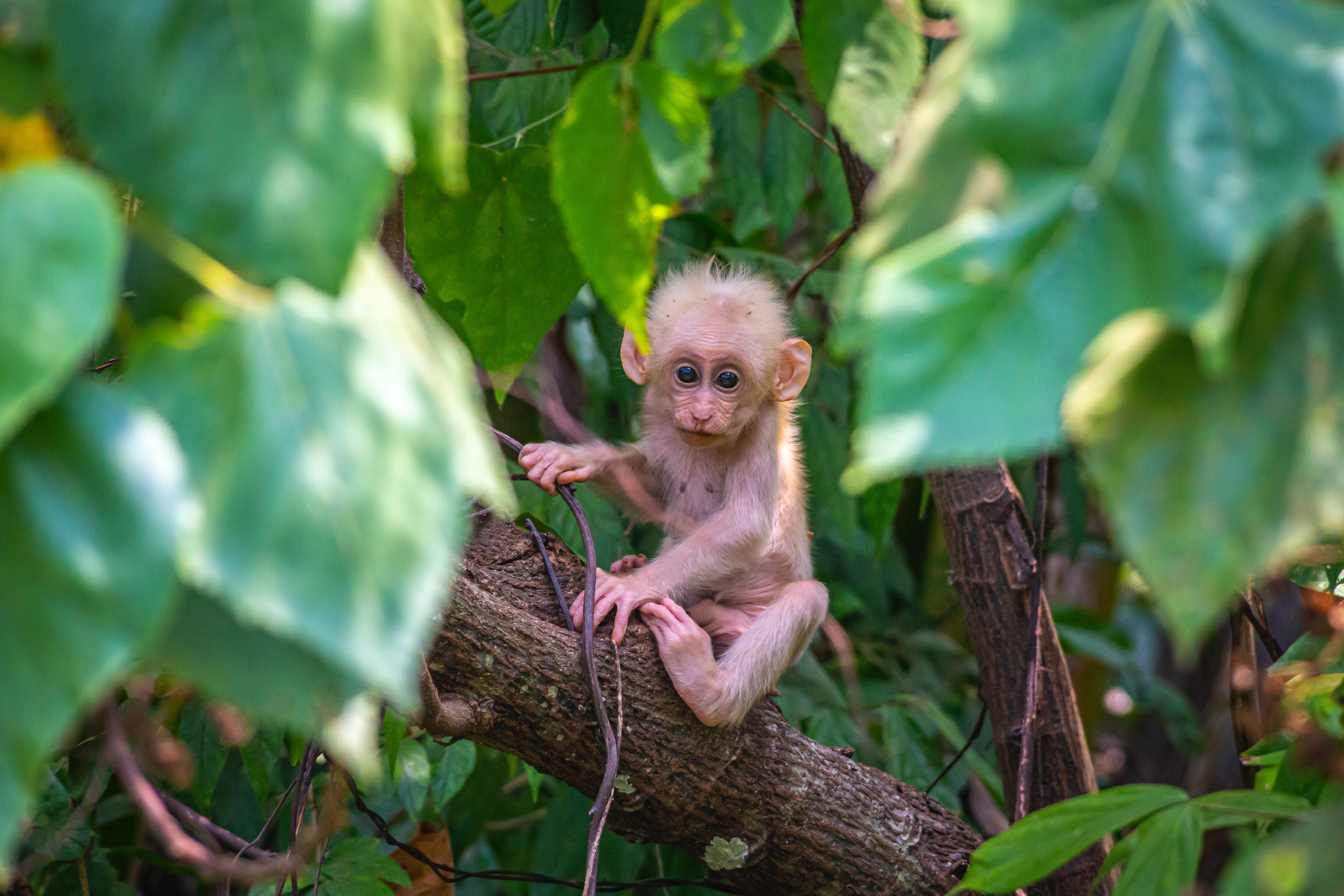 Cute Monkey Photo, Download The BEST Free Cute Monkey & HD Image