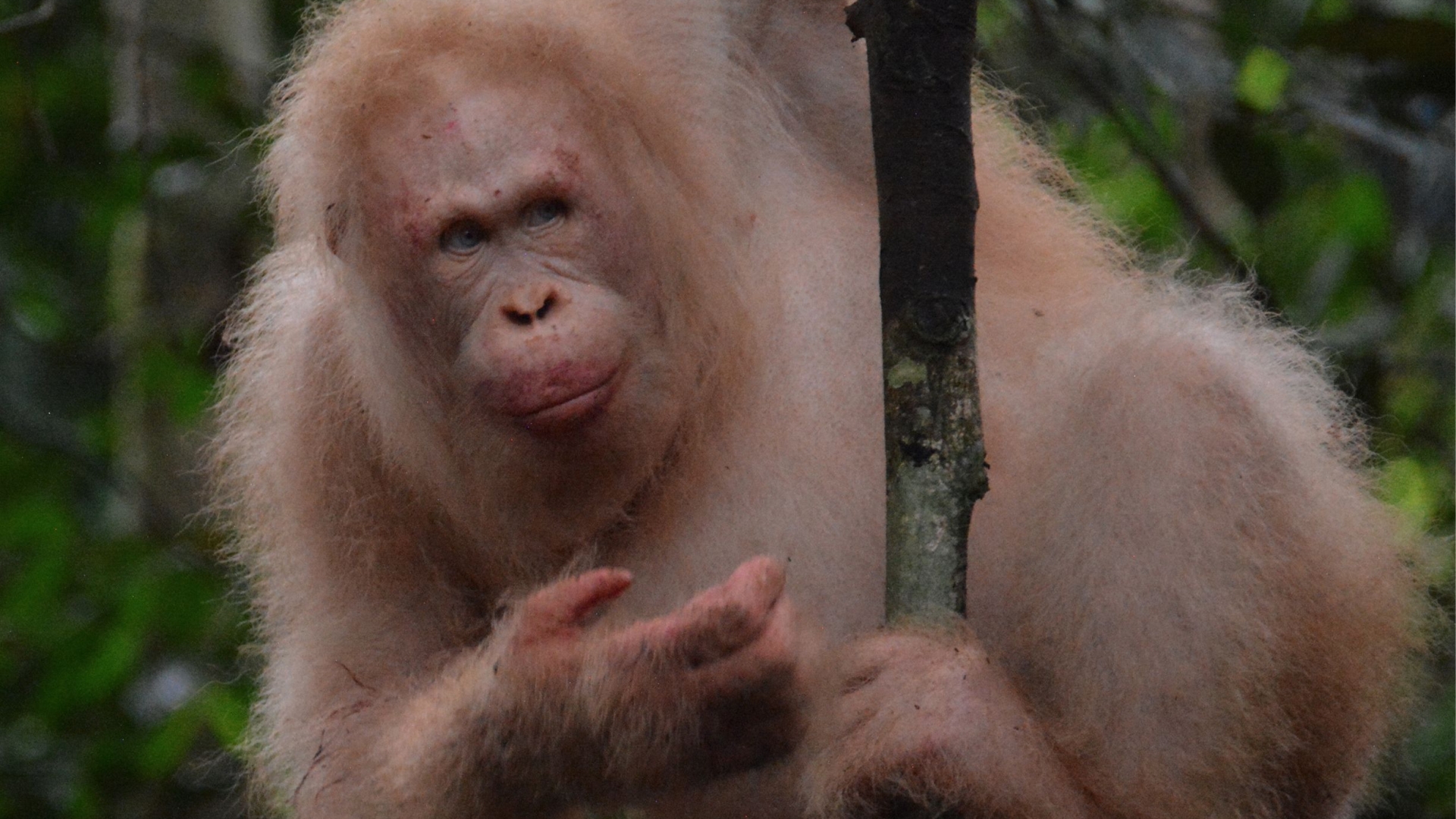 Incredible photo show world's only ALBINO orangutan living happily in Borneo rainforest a year after being released