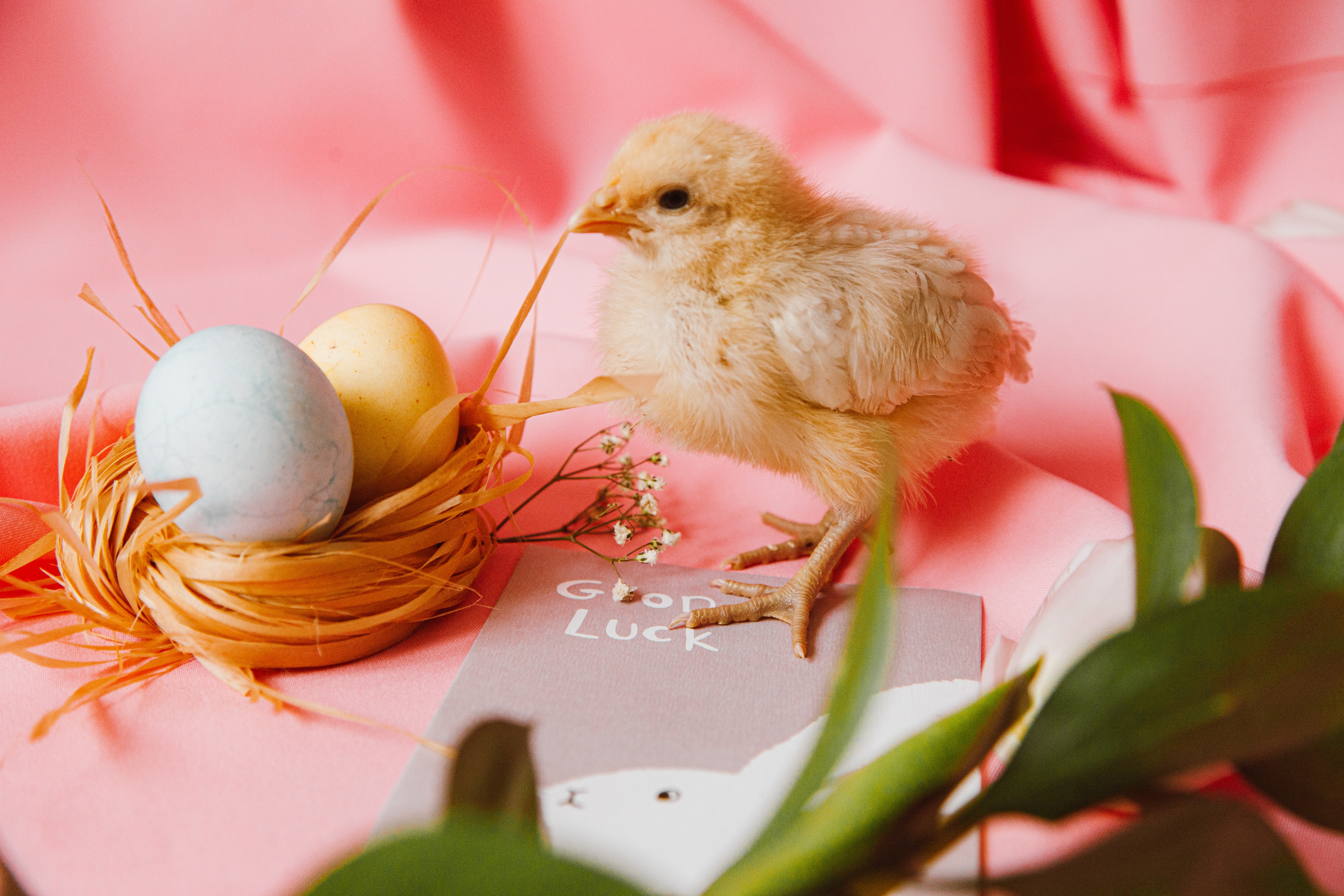A Chick and Eggs With Easter Bunny Greeting Card On Pink Background · Free