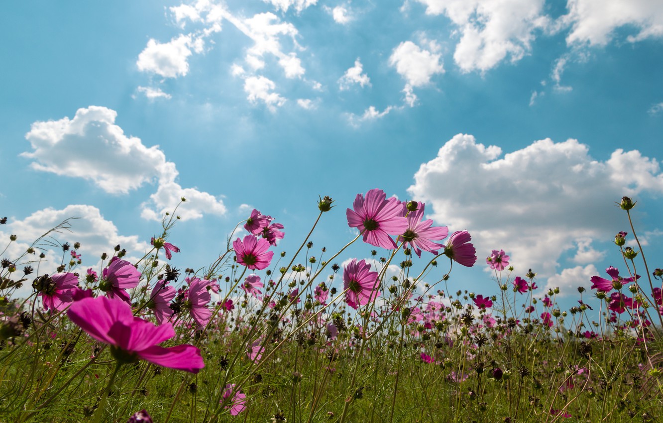 Wallpaper field, summer, the sky, the sun, clouds, flowers, summer, pink, field, pink, flowers, cosmos image for desktop, section природа