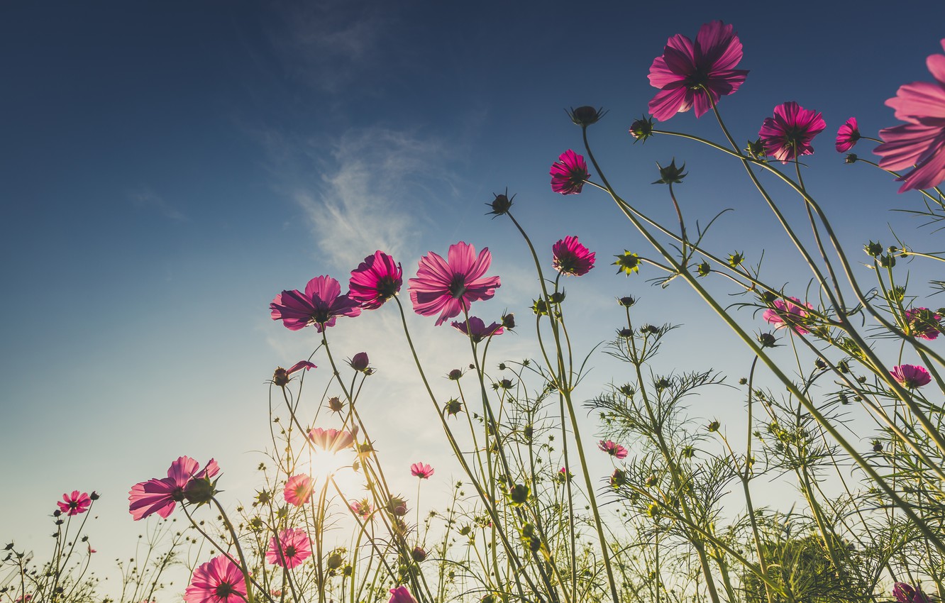 Wallpaper field, summer, the sun, flowers, summer, pink, field, pink, flowers, cosmos image for desktop, section цветы