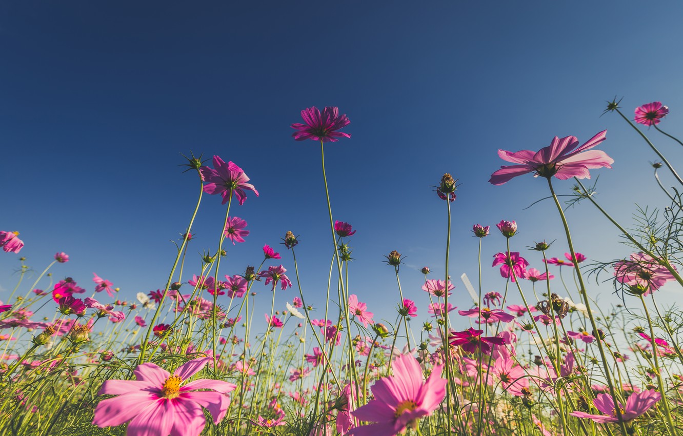 Wallpaper field, summer, the sun, flowers, summer, pink, field, pink, flowers, cosmos image for desktop, section цветы
