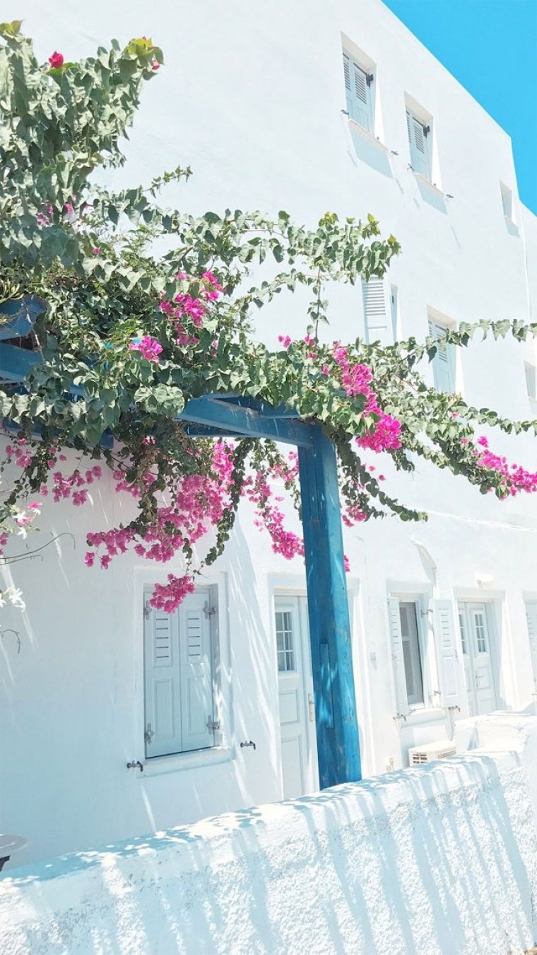 Pink flower on Streets of Santorini iPhone wallpaper