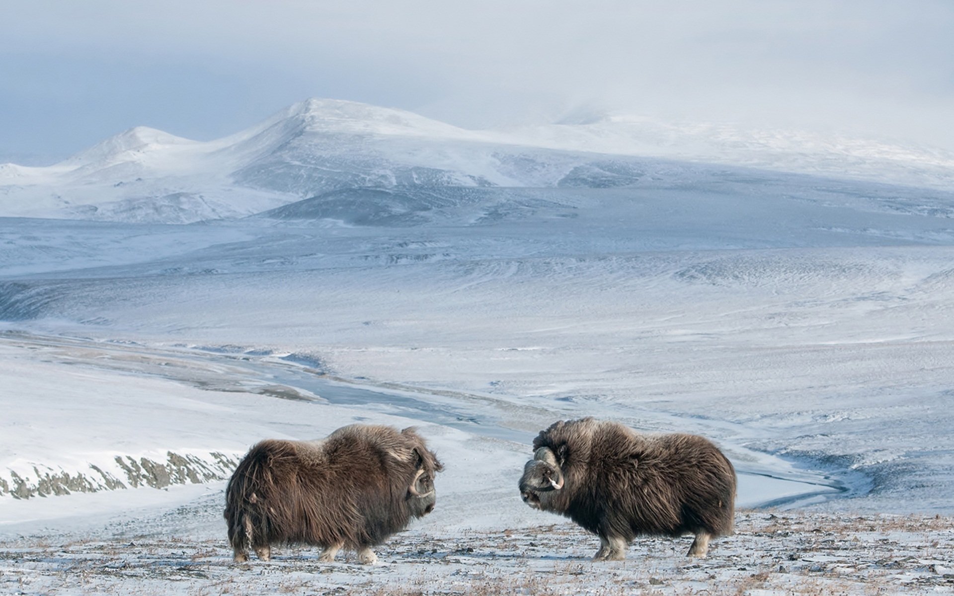 Musk Ox Wallpapers - Wallpaper Cave