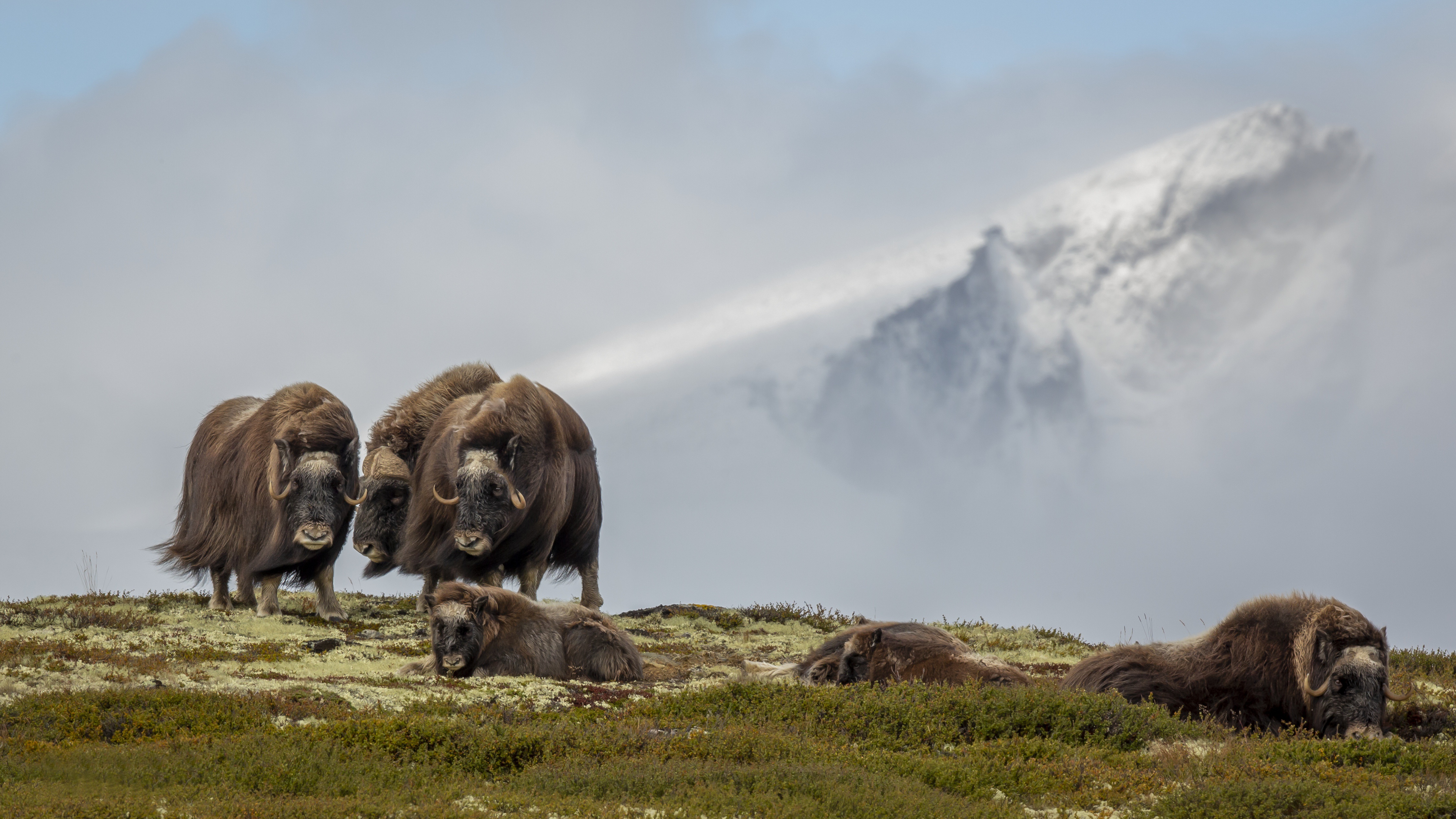 4K Muskox Wallpaper and Background Image