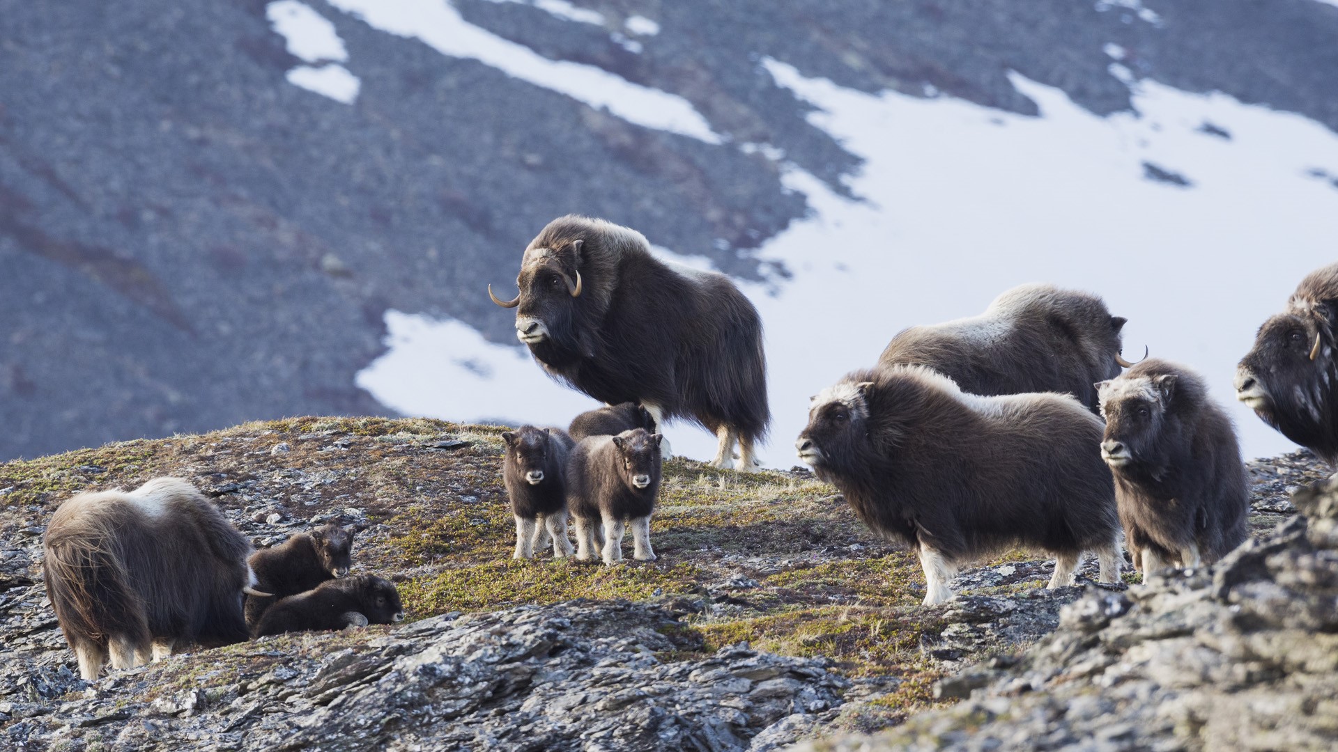 Muskox (Ovibos moschatus) herd in arctic tundra, Seward Peninsula, Alaska, USA. Windows 10 Spotlight Image