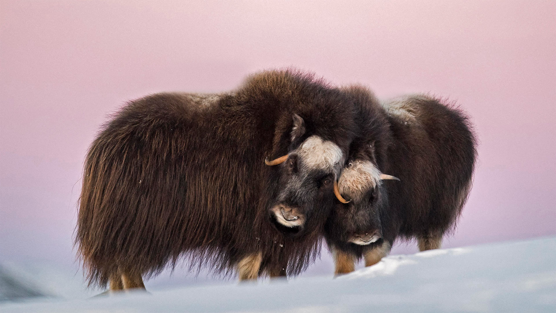 Musk Ox Wallpapers - Wallpaper Cave