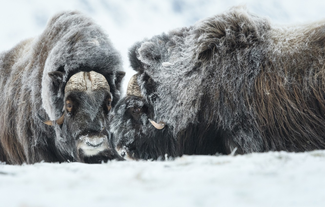 Musk Ox Wallpapers - Wallpaper Cave