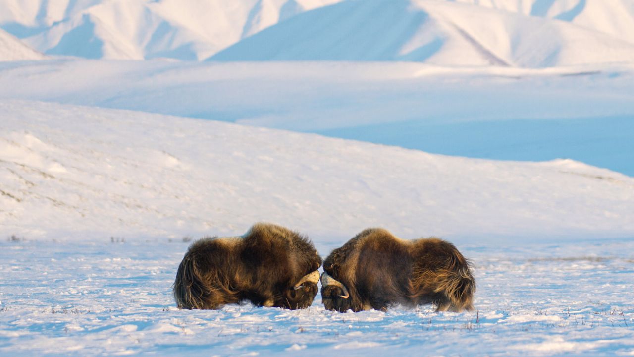 Musk Ox Fact Sheet. Blog