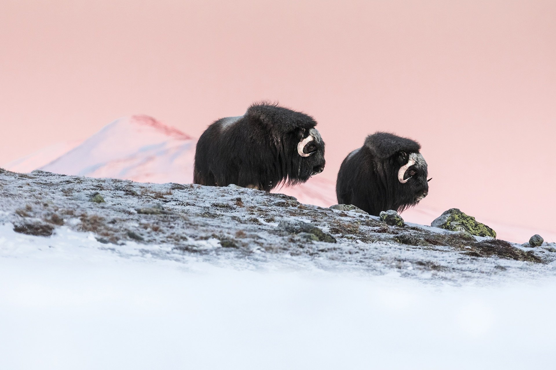 Muskox HD Wallpaper