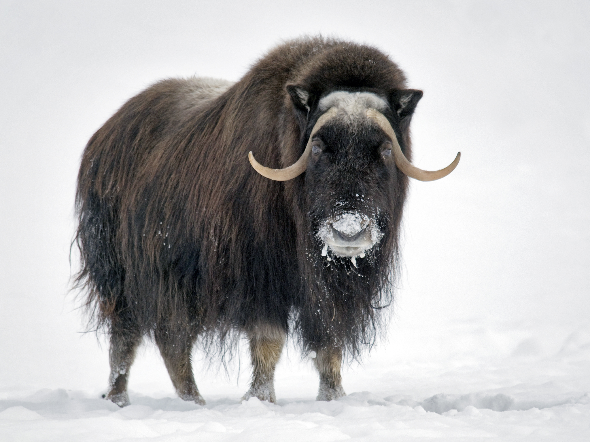 Muskox. Cartoon Network Animals