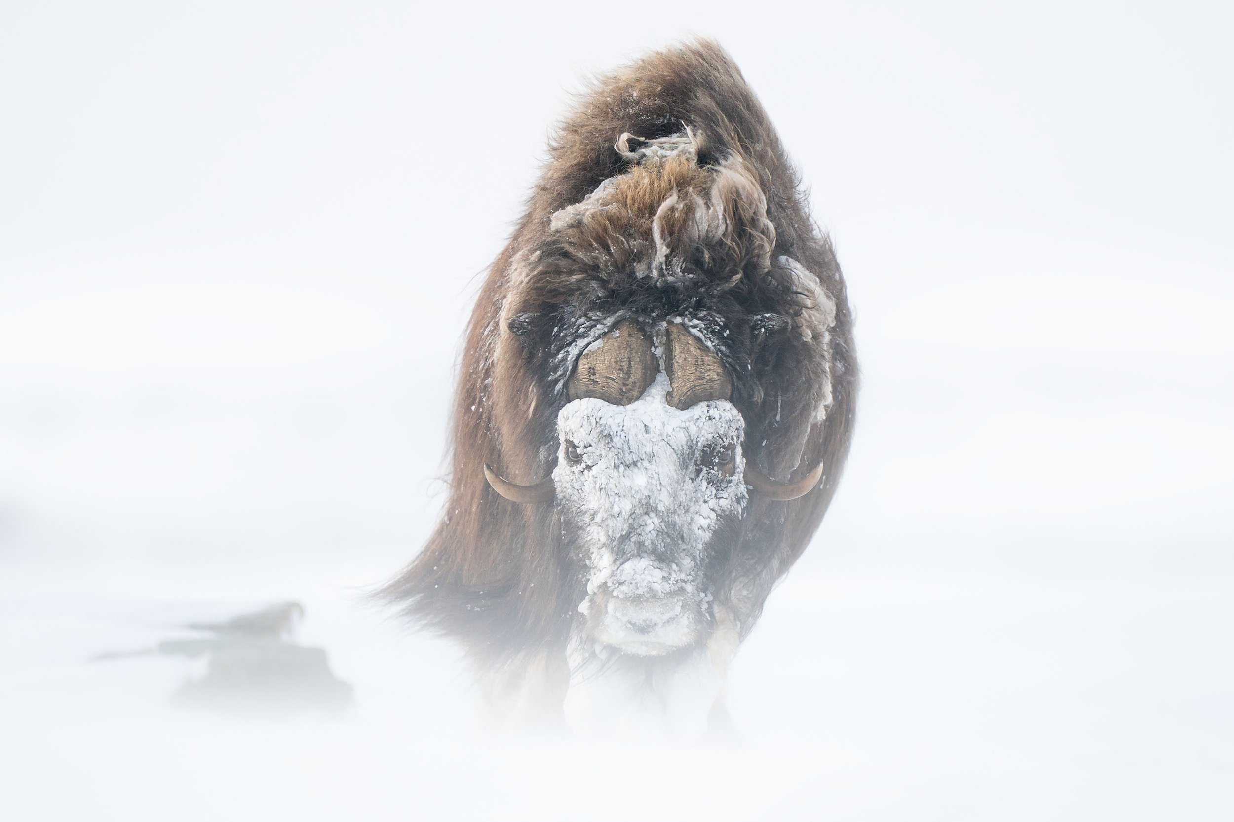 Musk Ox Wallpapers - Wallpaper Cave