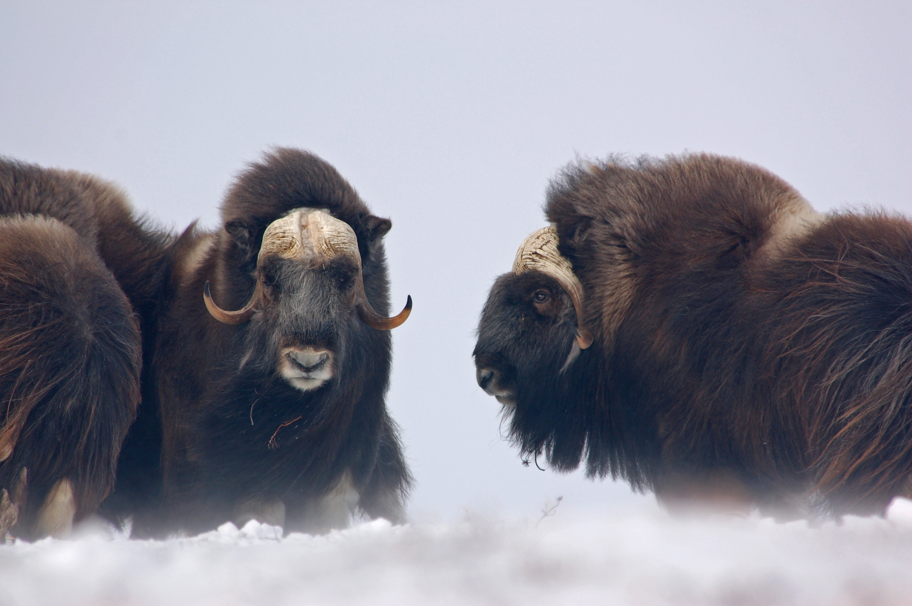 Muskoxen Are Still Here
