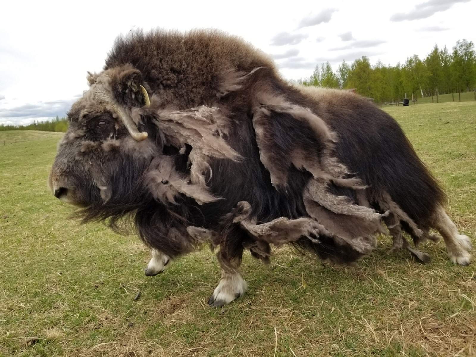 Musk Ox Farm. Unique Alaskan Animals Near Anchorage