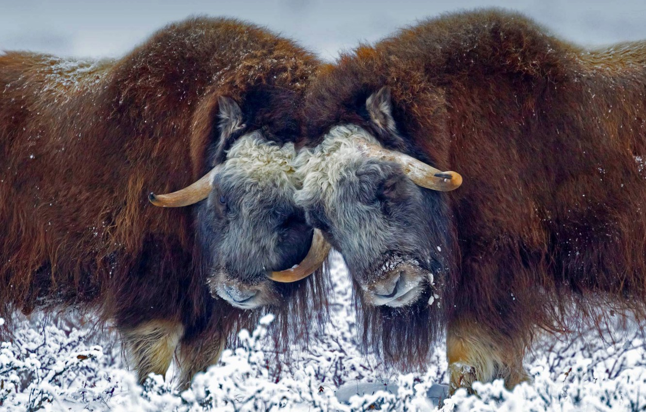 Musk Ox Wallpapers - Wallpaper Cave